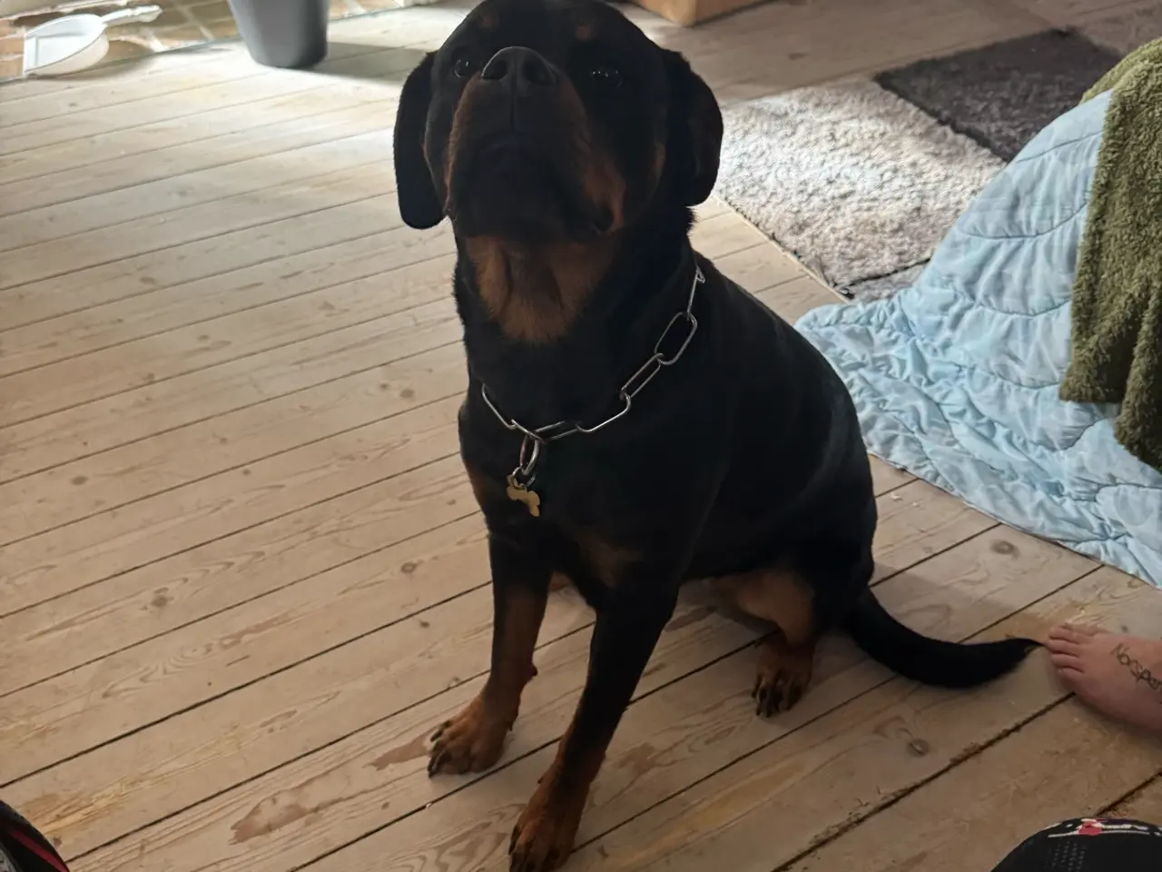 Billede 3 - Rottweiler tæve (Tulle) 