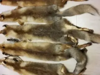 ræveskind