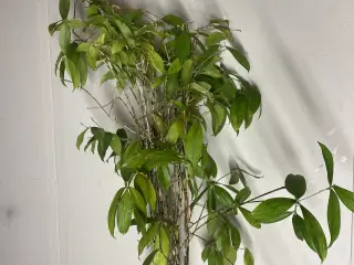 Genbrugs Planter
