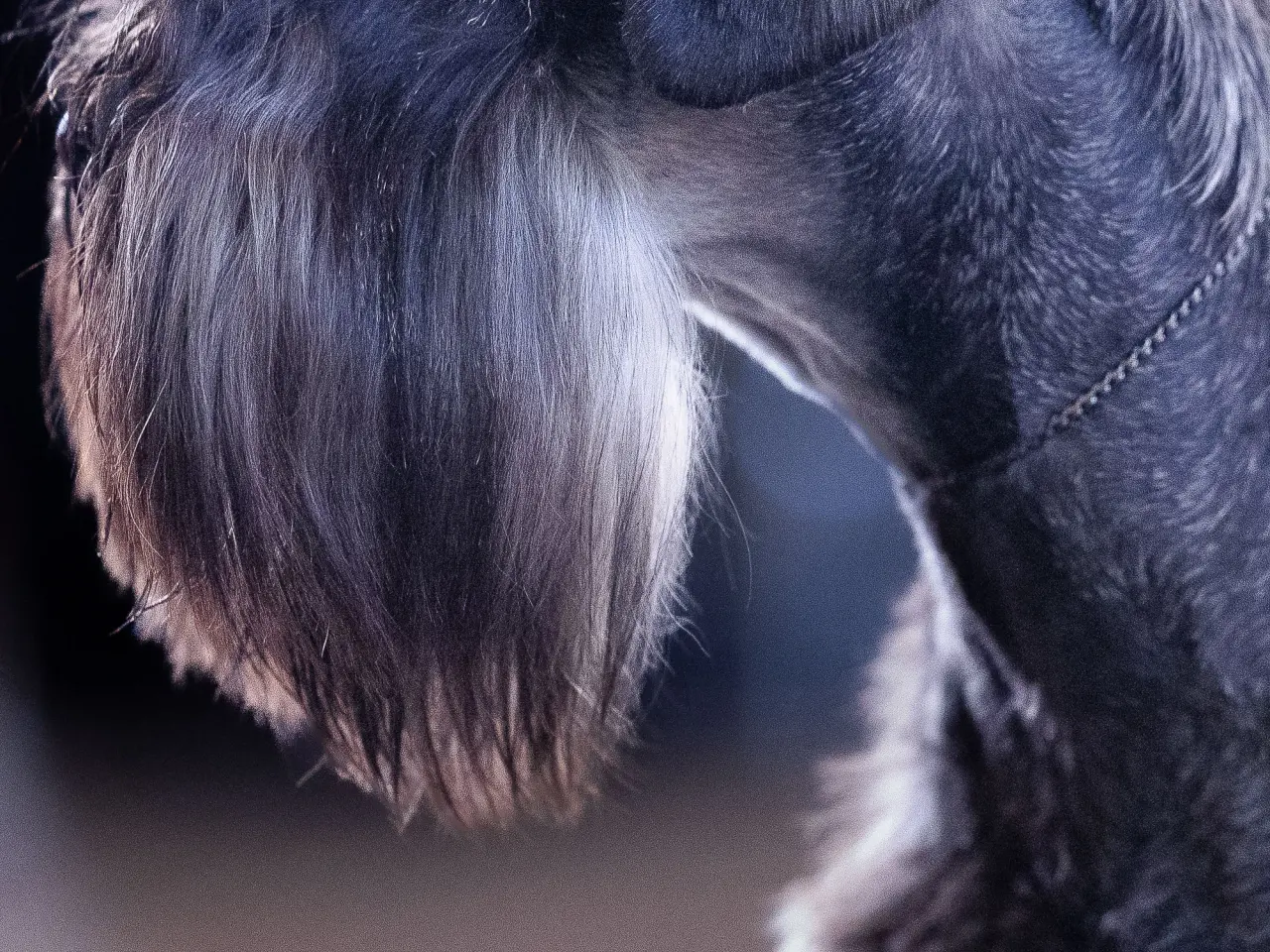 Billede 5 - Miniature Schnauzer – kommende kuld Garywild FCI