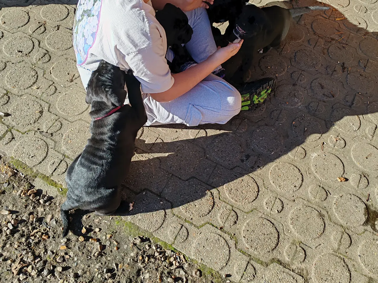 Billede 1 - Cane Corso