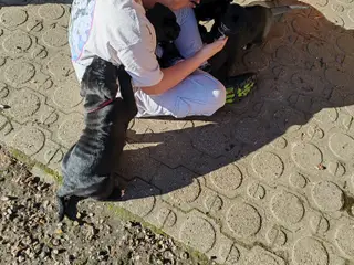 Cane Corso