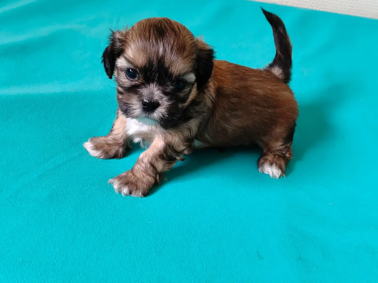 Billede 3 - Malteser / Shih Tzu