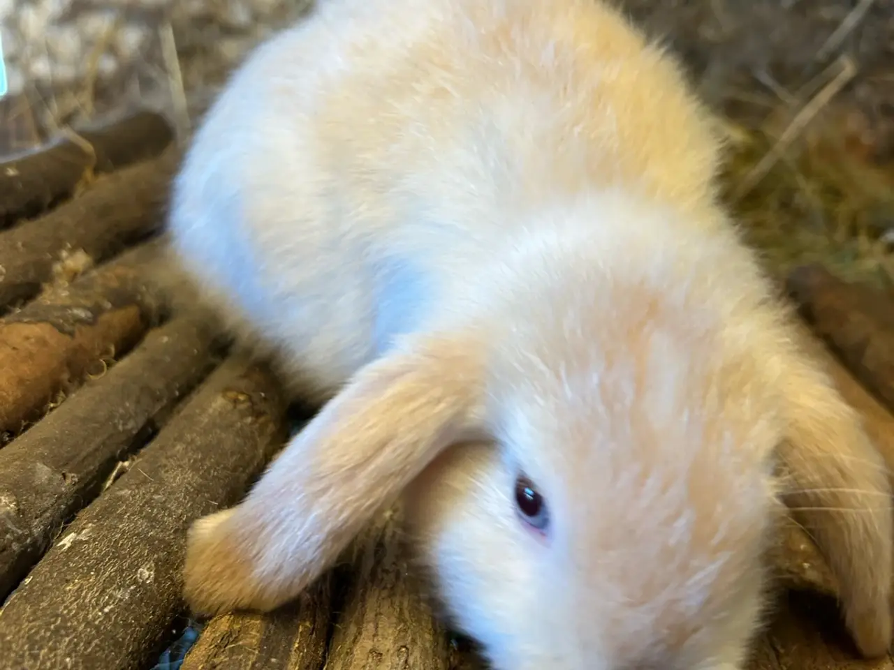 Billede 2 - Mini lop kaninunger