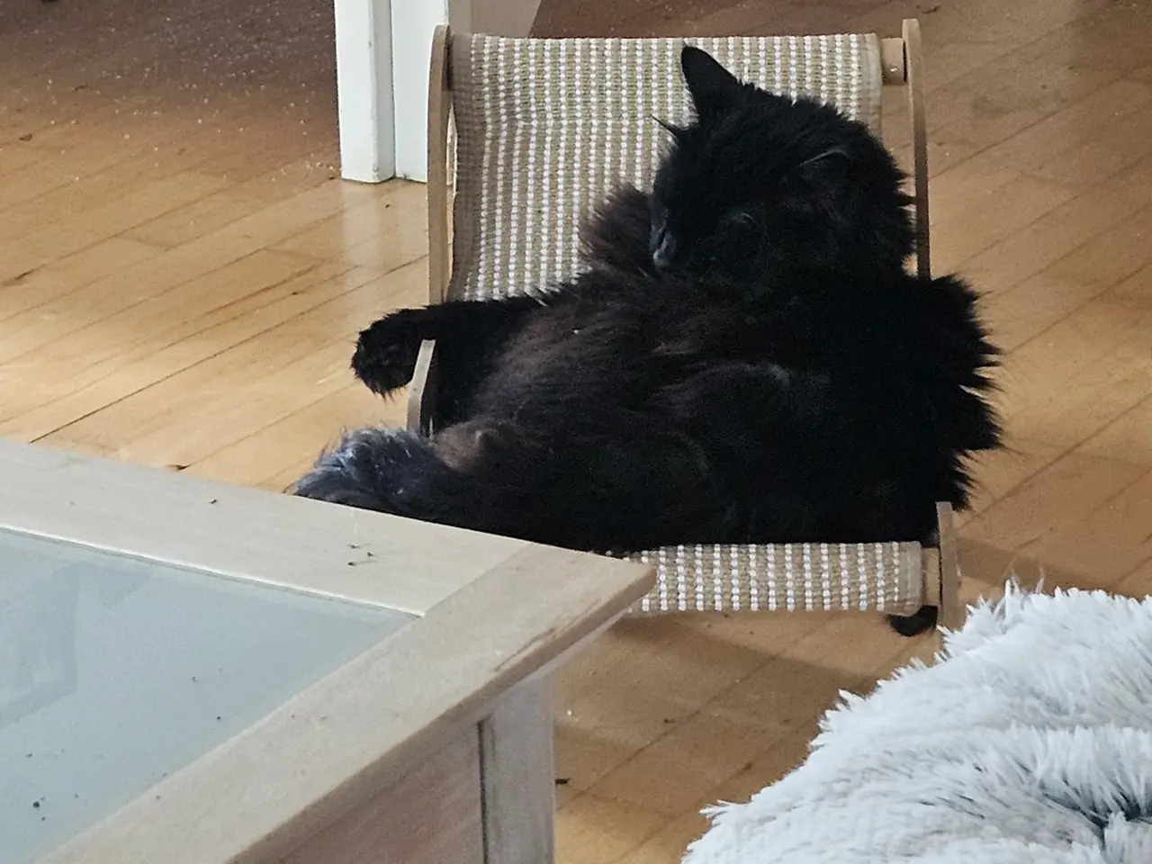 Billede 1 - SØGER en rolig og selvsikker kat
