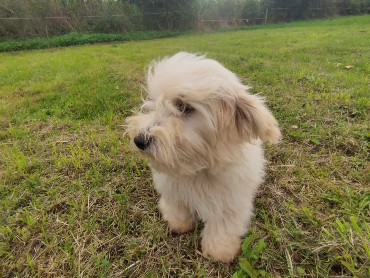 Billede 5 - Coton de Tulear 