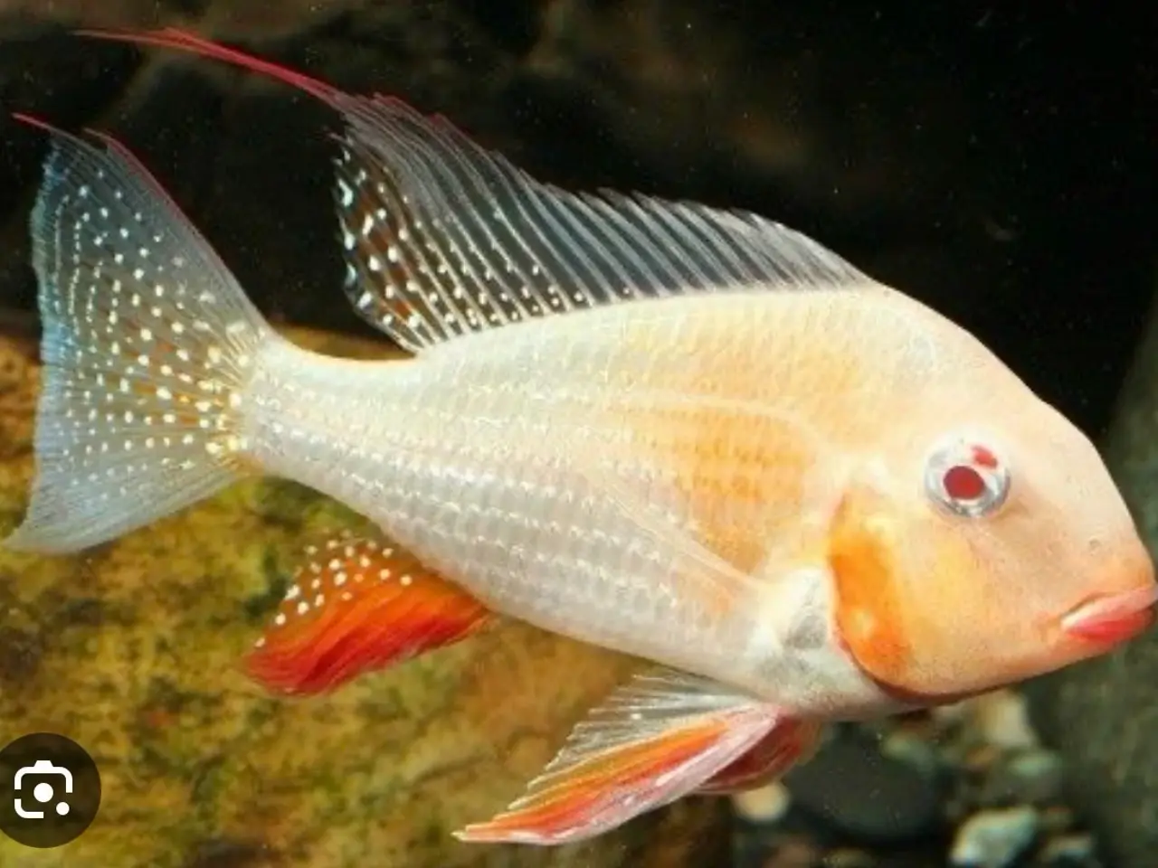 Billede 8 - Geophagus Pellegrini 3. Stk.