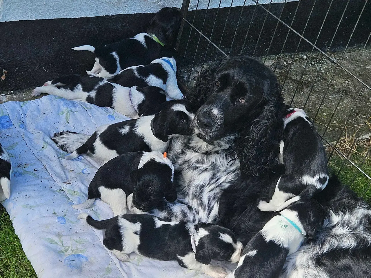 Billede 18 - Engelsk springer spaniel 