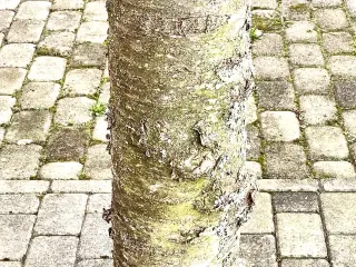 Trædrejning
