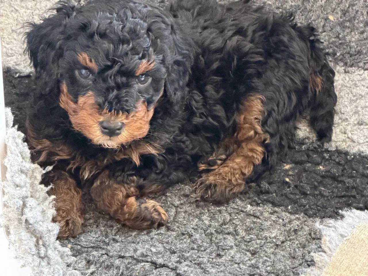 Billede 7 - Cavapoo 2 smukke Prinsesser ❤️