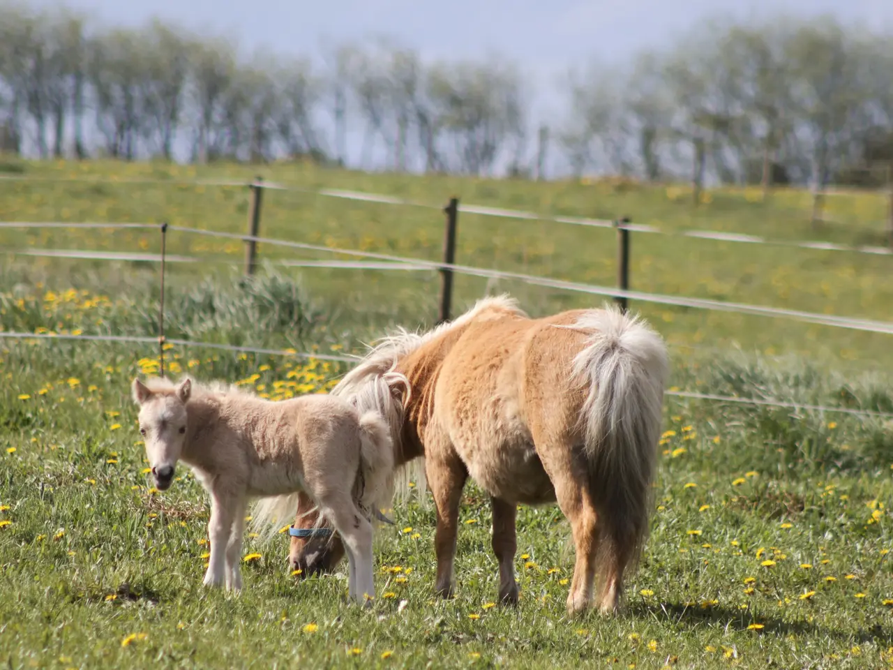Billede 7 - Shetlands Palomino hoppeføl