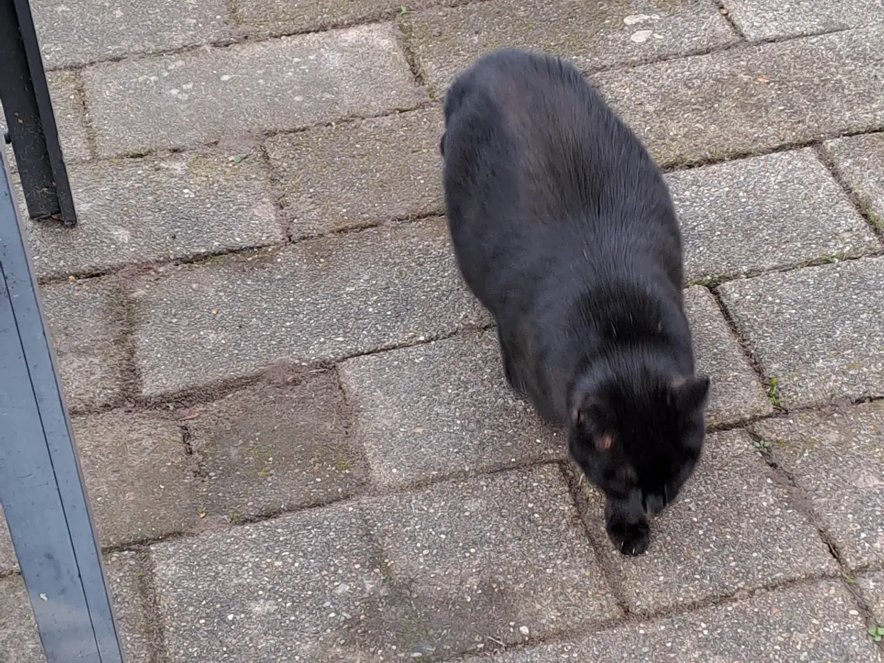 Billede 3 - Kat sælges