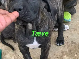 Presa canario / Cane Corso hvalpe