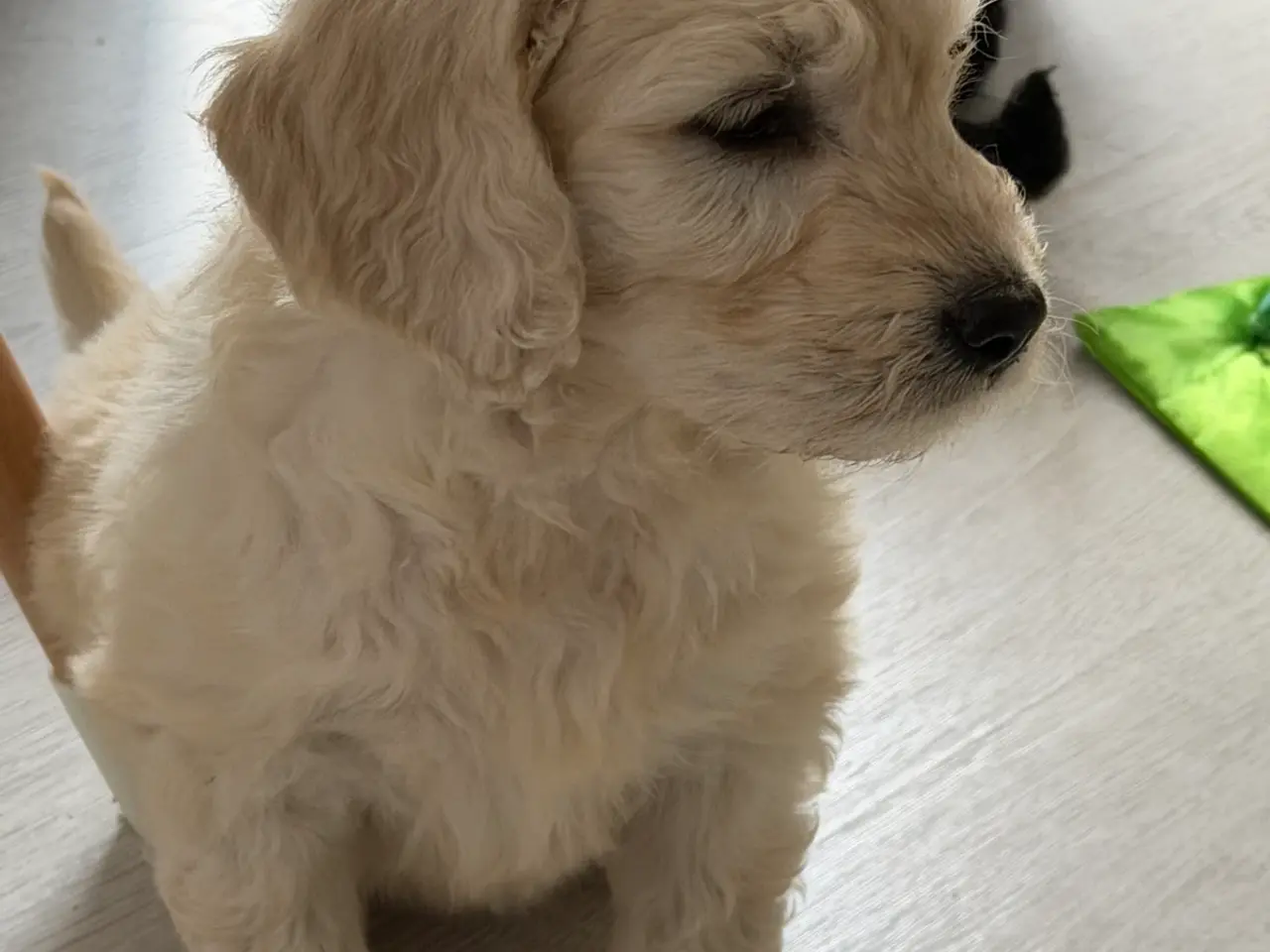 Billede 11 - Efterårstilbud på smukke FB1 Golden doodles