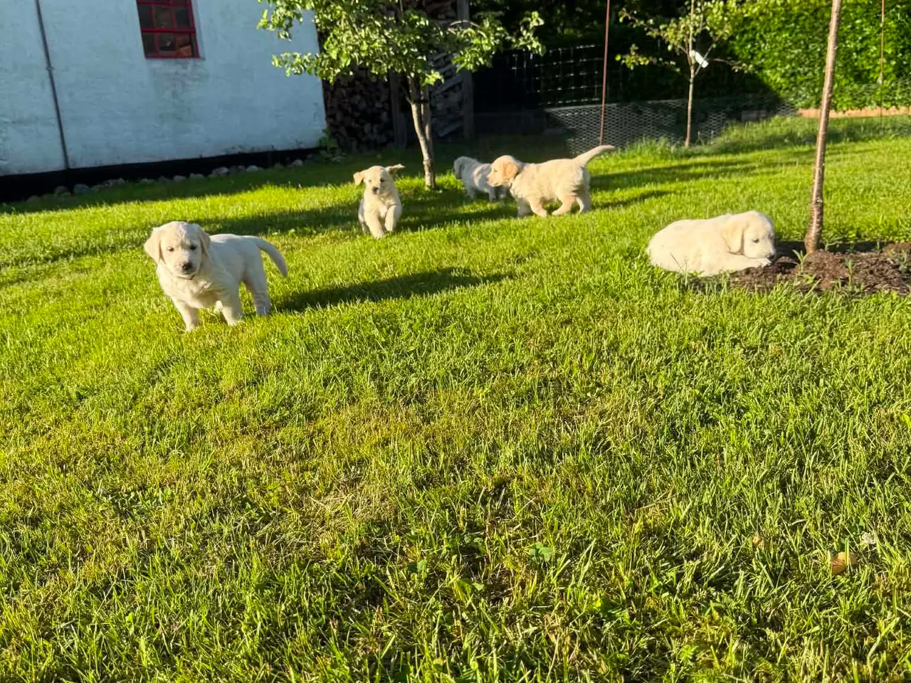 Billede 4 - Golden Retriever hvalpe
