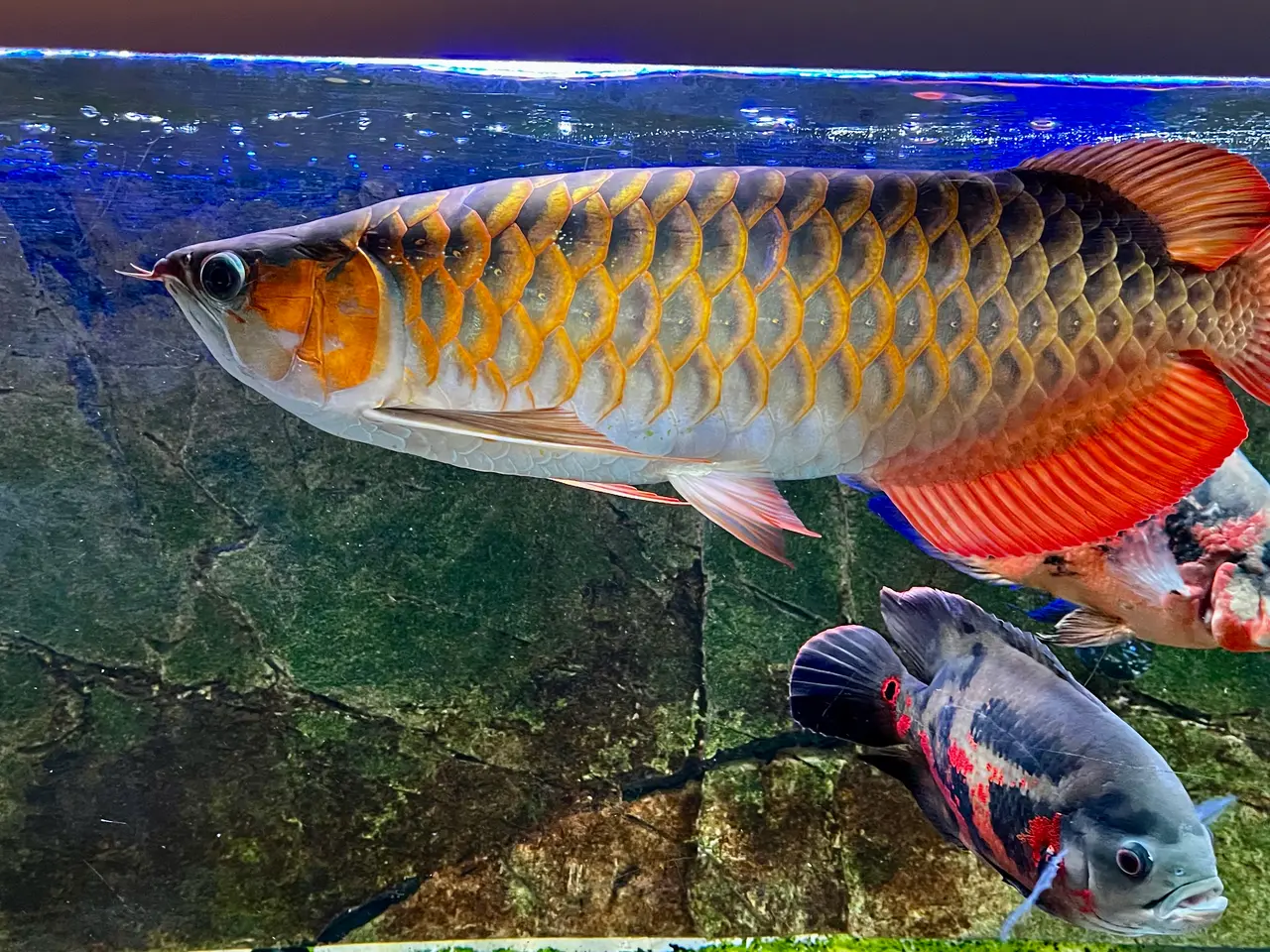 Billede 2 - Asian Super Red Arowana – ca. 60 cm – original CIT