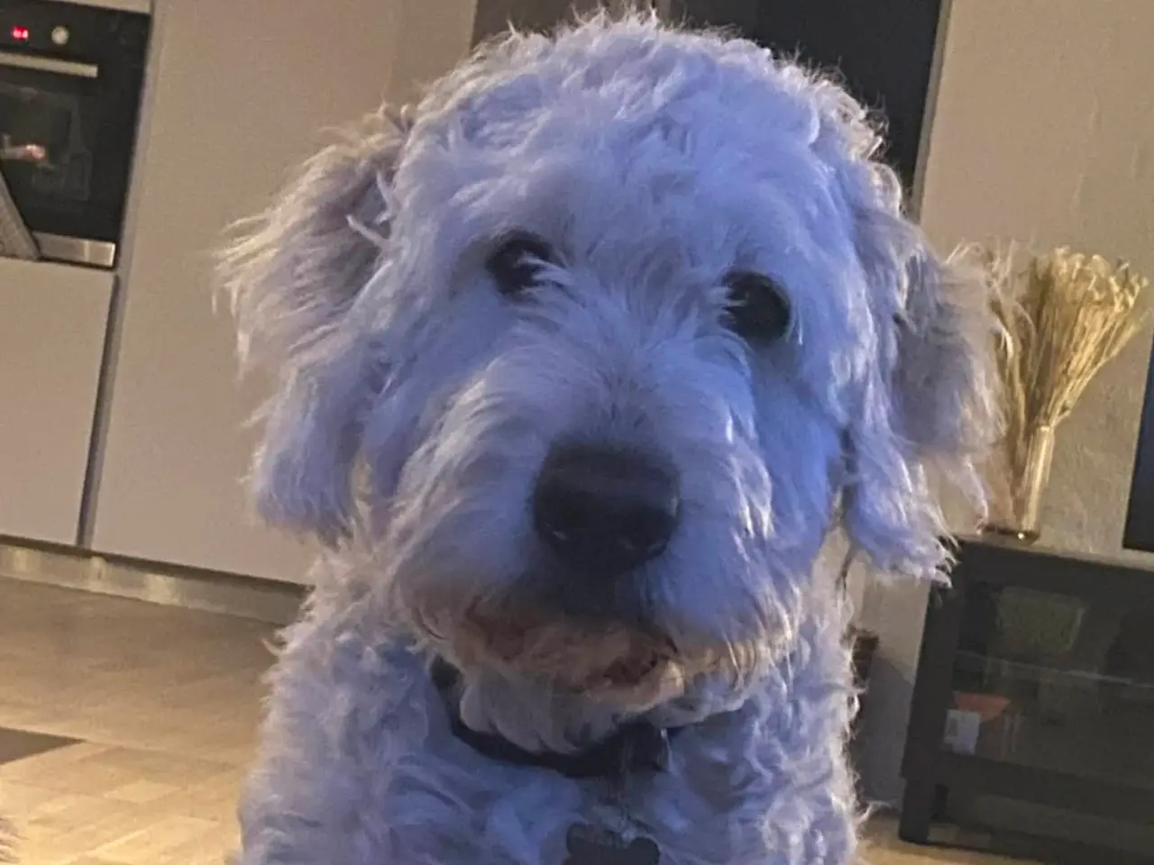 Billede 3 - Golden doodle
