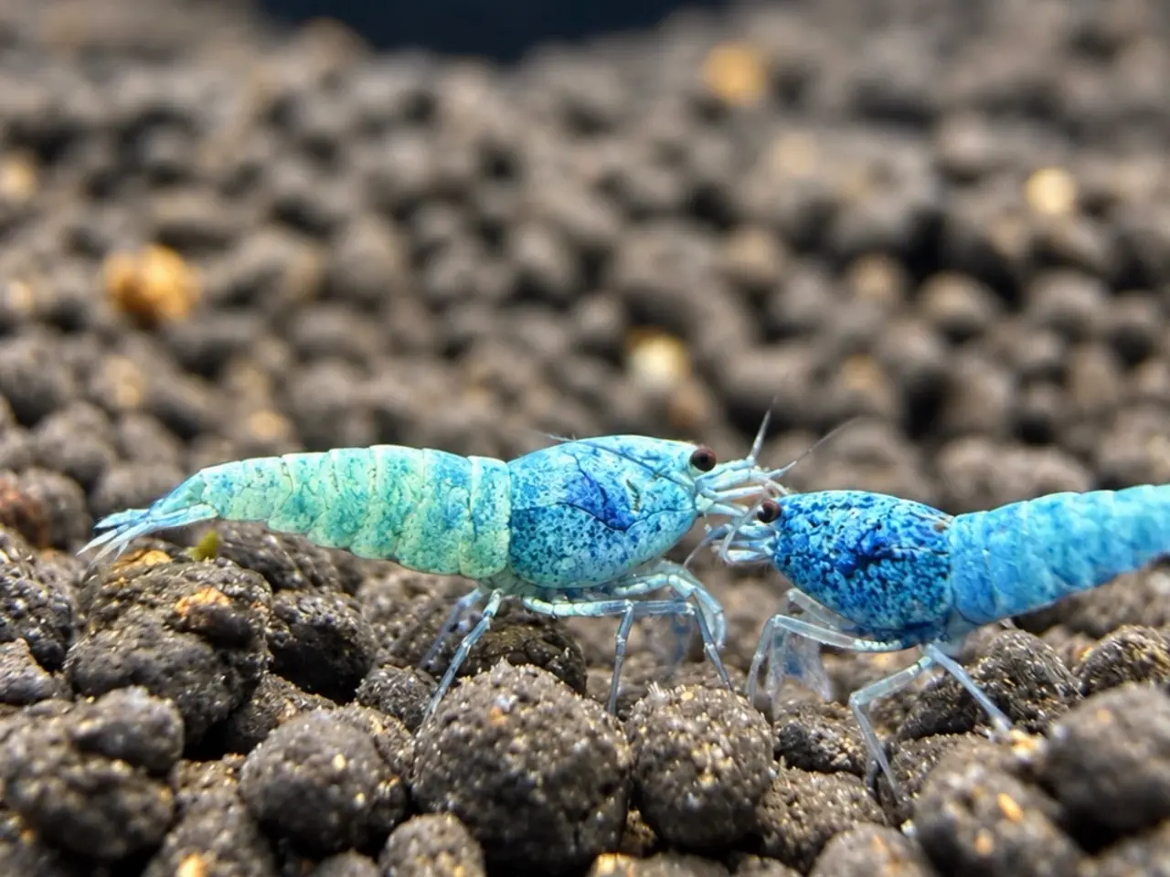 Billede 5 - 📛Tilbud📛 Blue Taiwan Bee Shrimp – Caridina rejer
