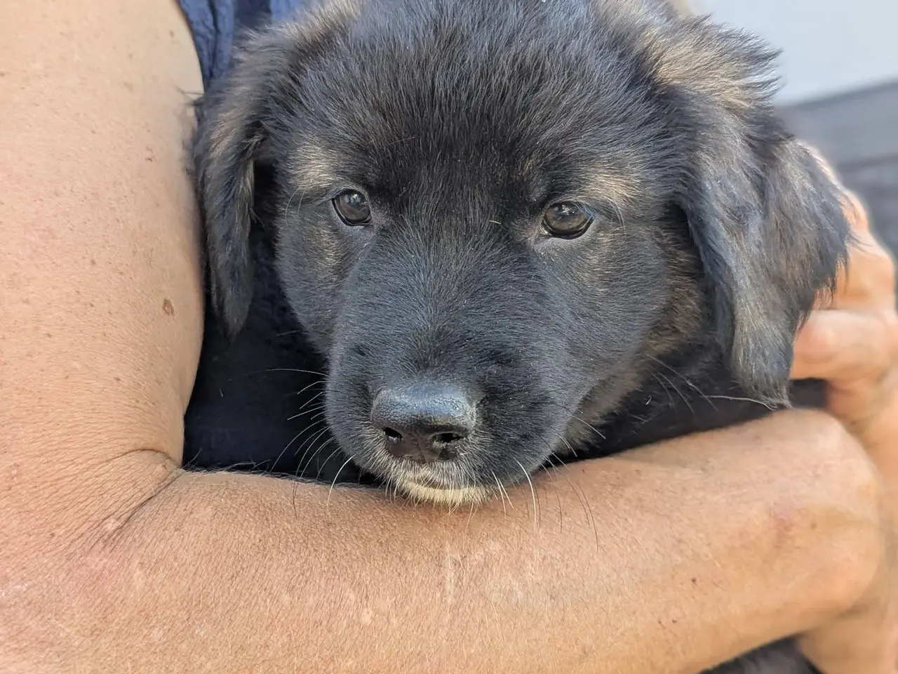 Billede 1 - Golden Retriever Border Collie blanding 