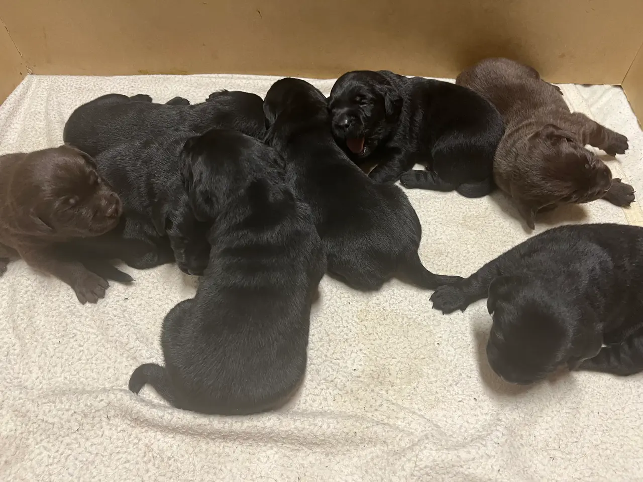 Billede 1 - Labrador hvalpe
