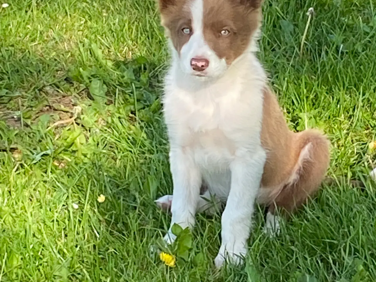 Billede 2 - Border Collie Så er vi Klar