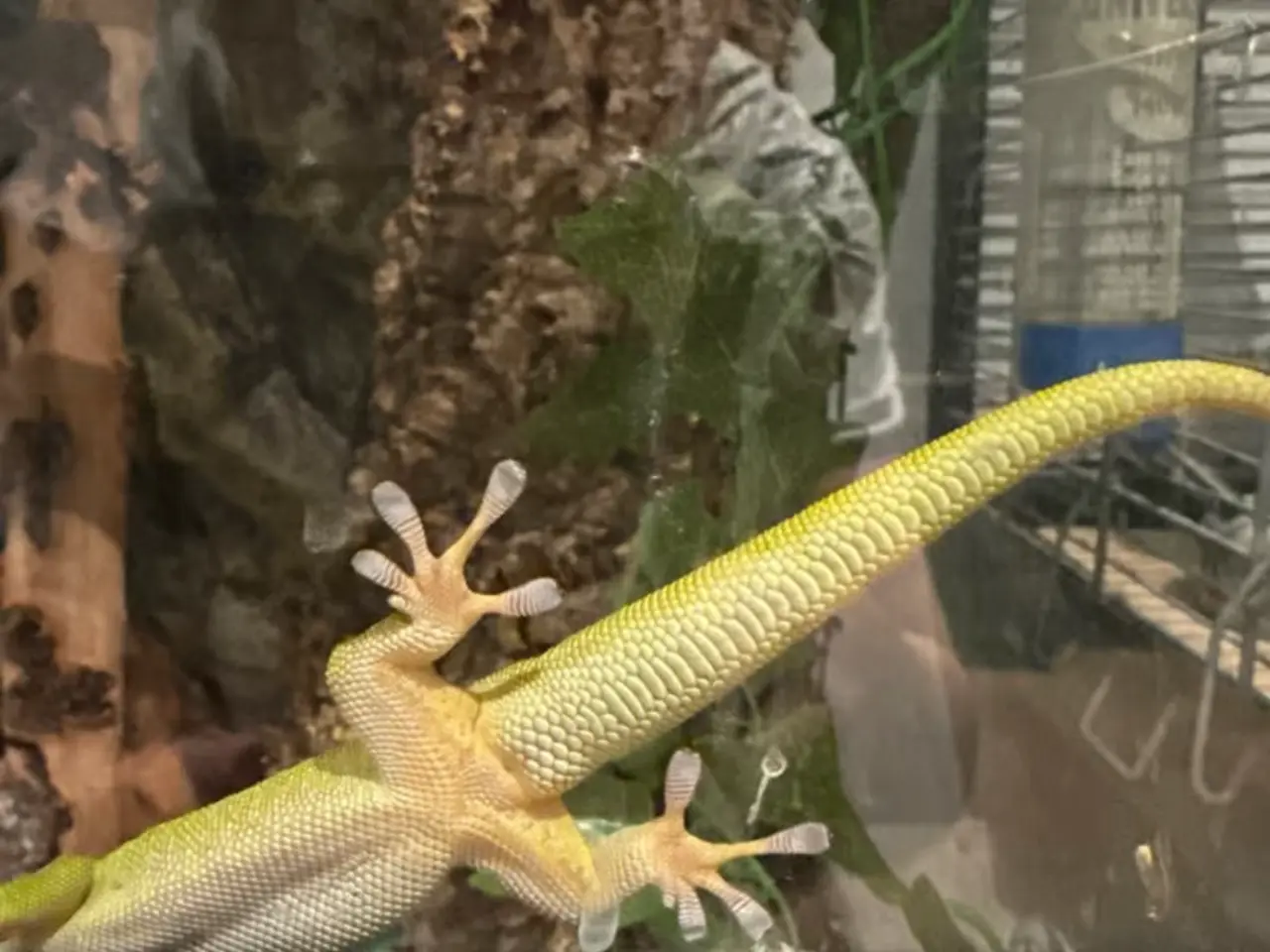 Billede 5 - daggekko