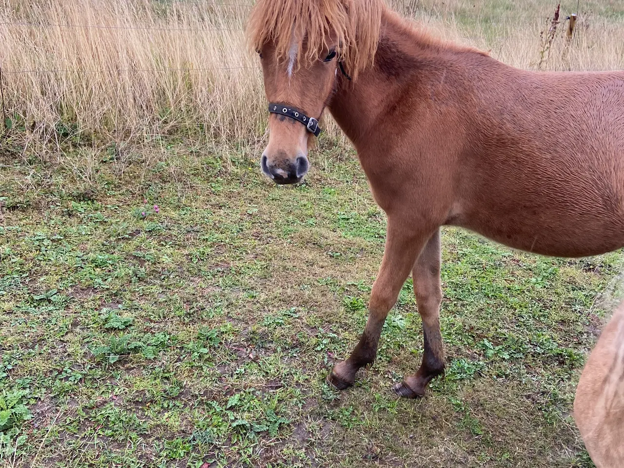 Billede 3 - Max - Hingst