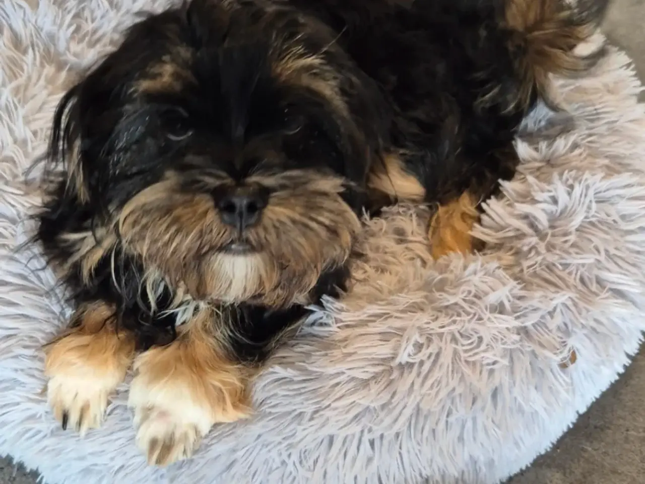Billede 17 - Shih Tzu/ bichon havanais