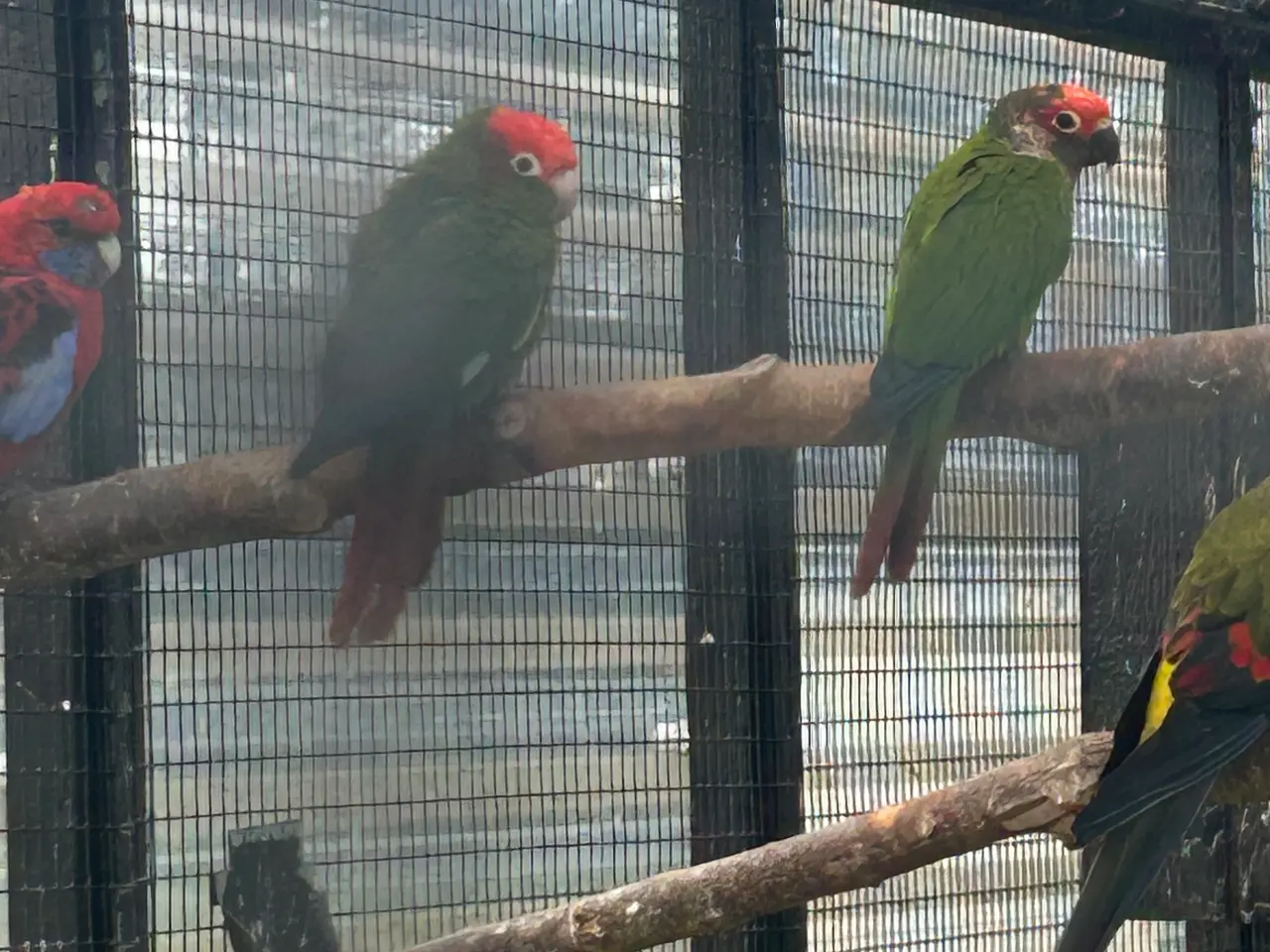 Billede 2 - Conure parakit