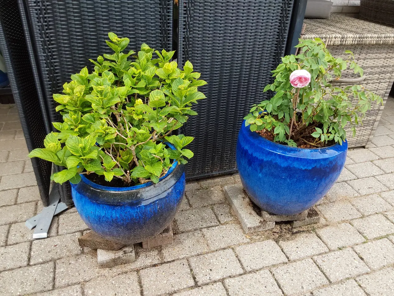 Billede 1 - Forskellige haveplanter i krukker