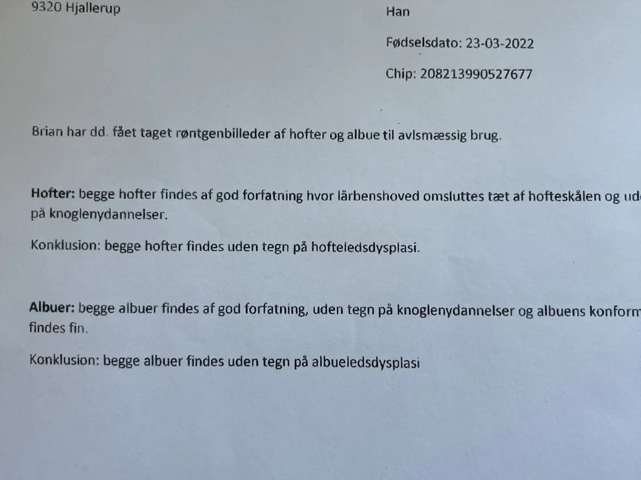 Billede 15 - Brian tilbydes til avl