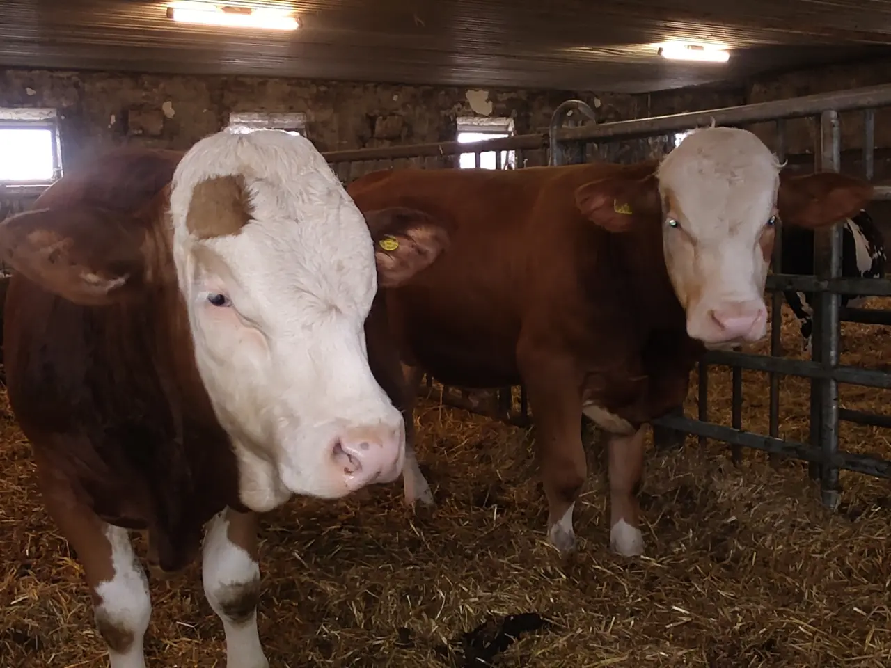 Billede 6 - Simmentaler Tyre