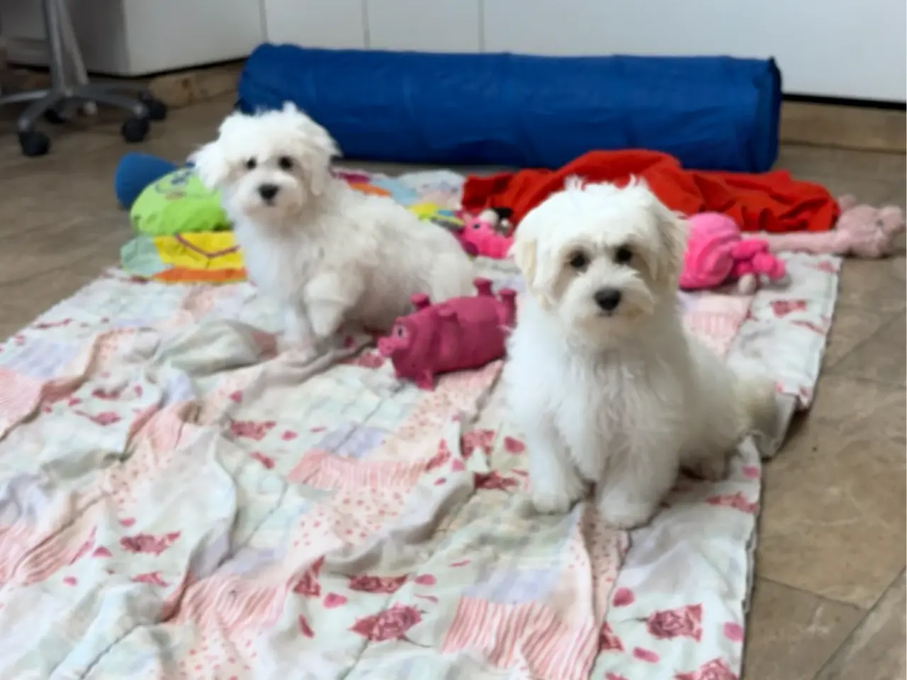 Billede 20 - 1 Maltipoo pige er rejse klar nu !