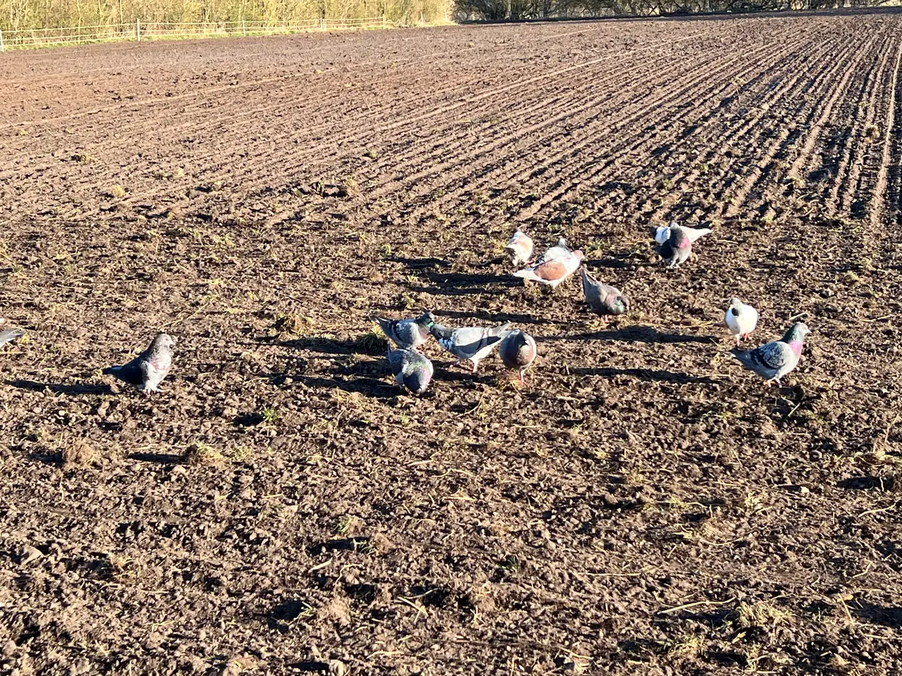 Billede 1 - flotte duer af blandet race sælges