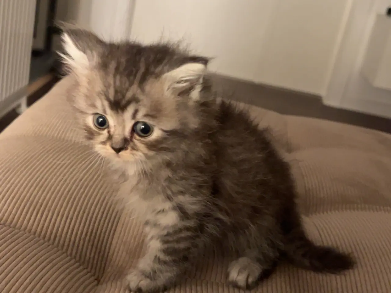 Billede 5 - 4 British shorthair søger ny familie