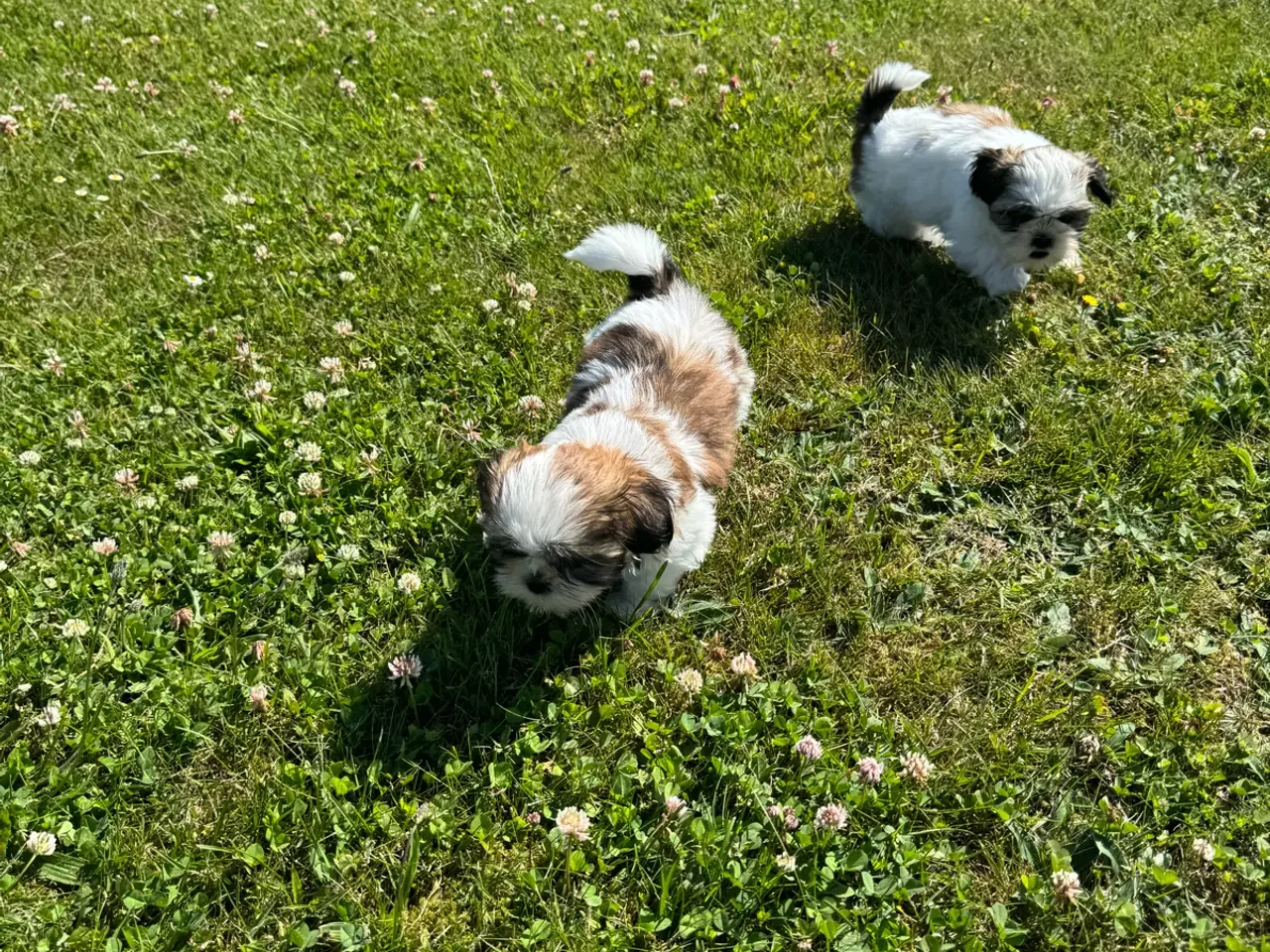 Billede 2 - Shih-Tzu hvalpe ægte
