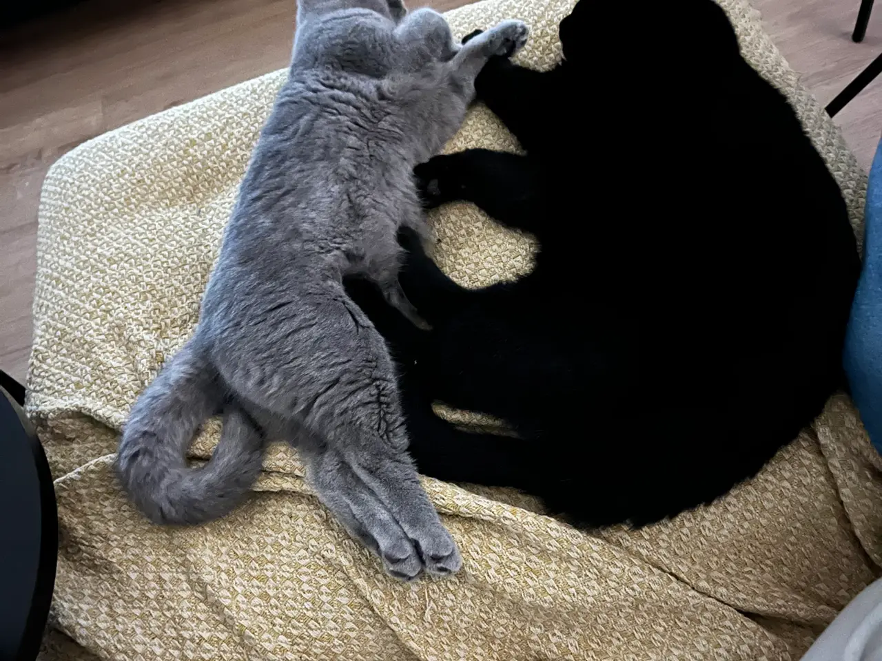 Billede 1 - British shorthair katte sælges