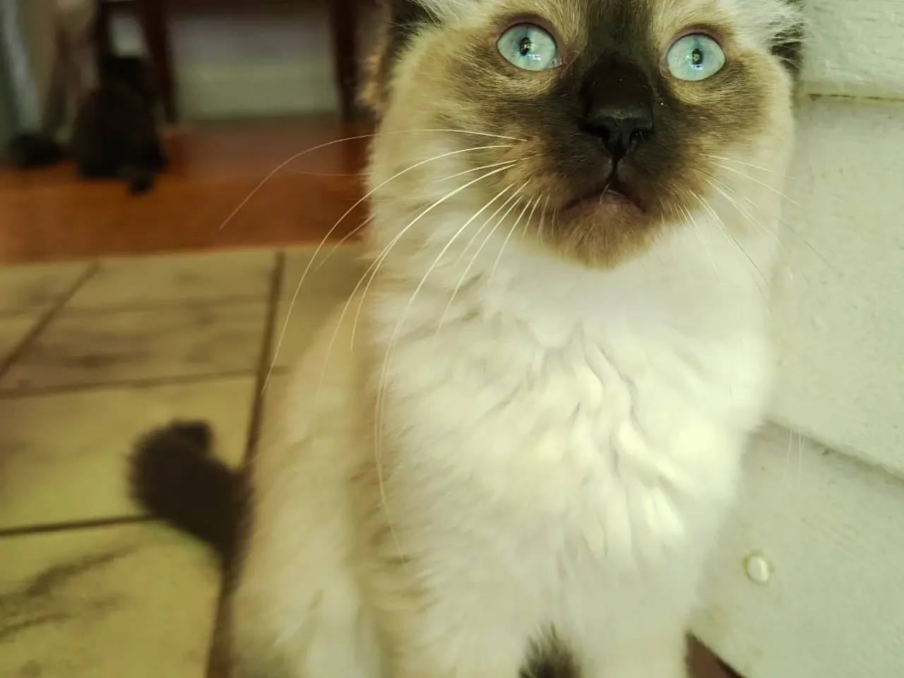 Billede 1 - Ragdoll  far- Ragdoll-Skovkat mor.