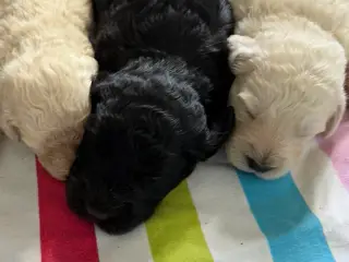 Smukke Golden Doodle hvalpe