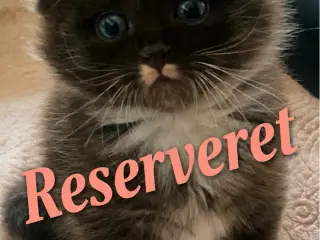 Charmerende skovkatteblandinger 🐾