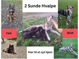🩵🩷 🐶 Smukke Schæfer Blandingshvalpe