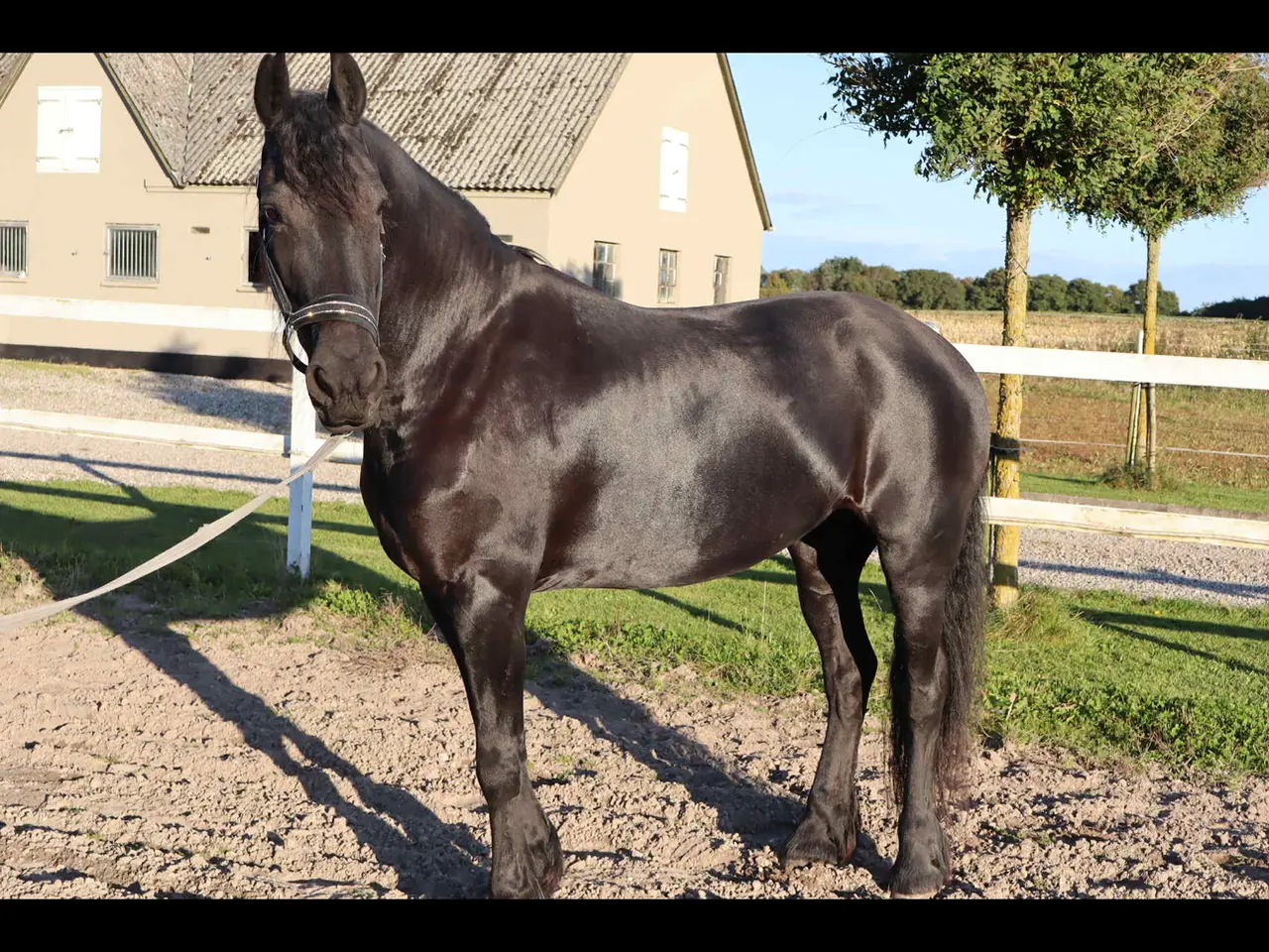 Billede 2 - Frieser hoppe 