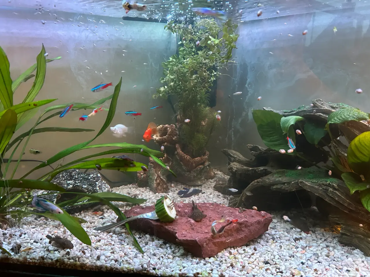 Billede 1 - Akvarie fisk Ballon Molly
