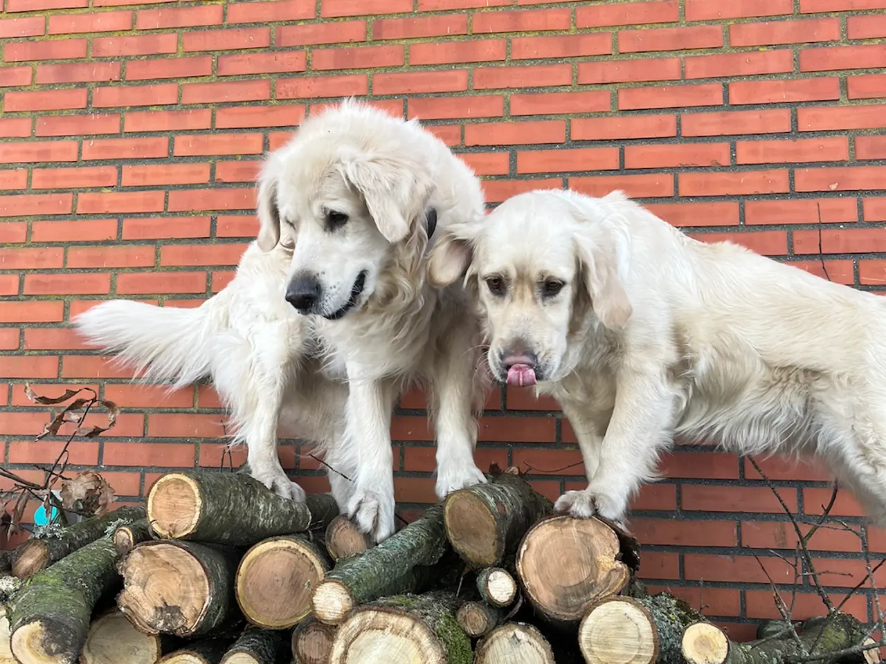 Billede 9 - Golden Retriever-hvalpe søger deres nye familier