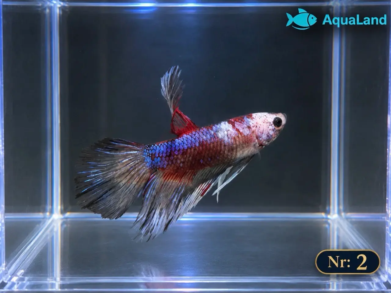 Billede 3 - 😍 Flotte Betta fisk