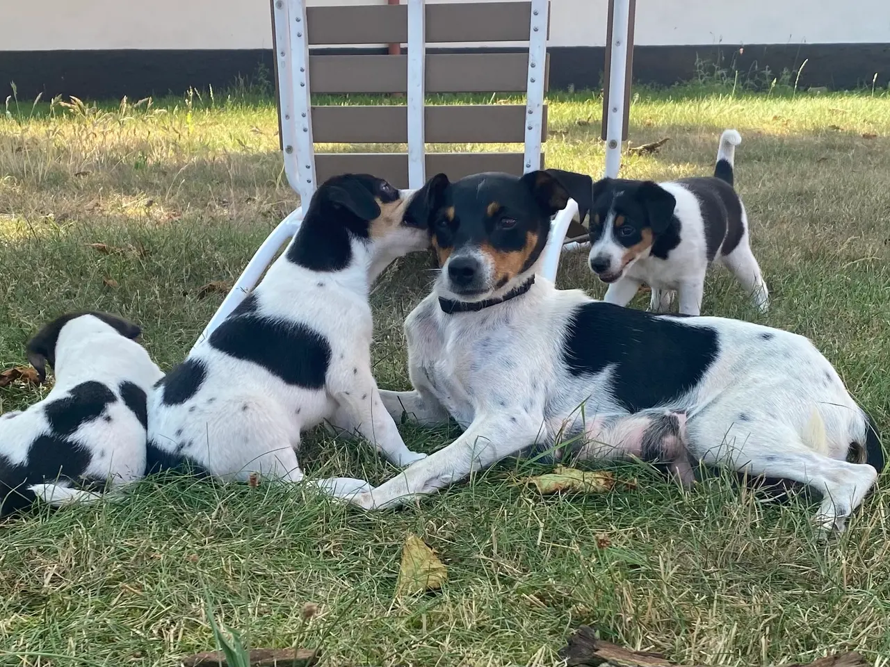 Billede 2 - Dansk-svensk gårdhund hundehvalpe