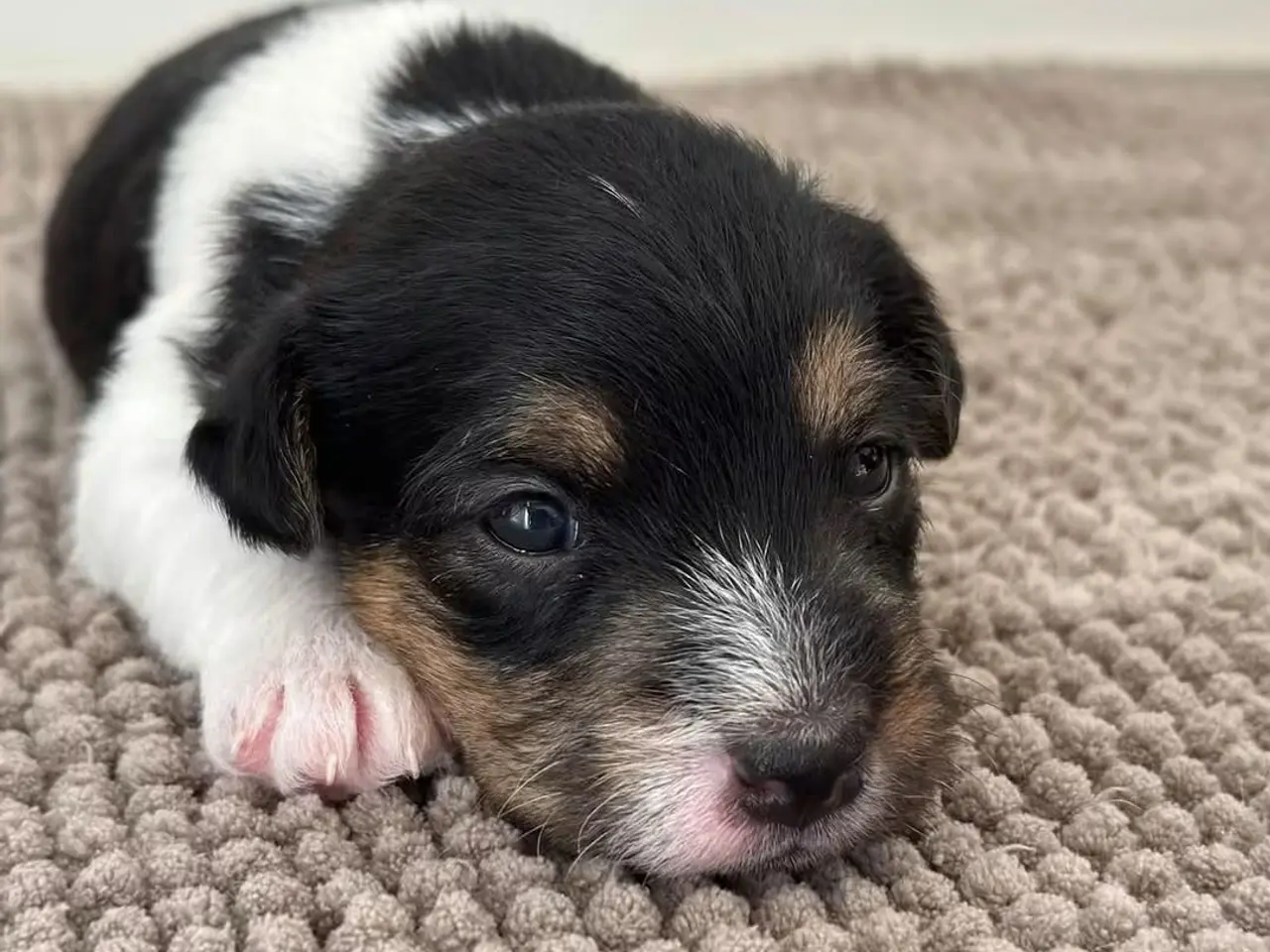 Billede 13 - Jack Russell Hvalpe sælges