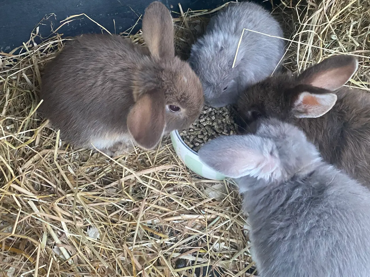 Billede 7 - RESEVERET  dreng 