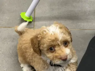 🐾maltipoo miniature juni  🐾