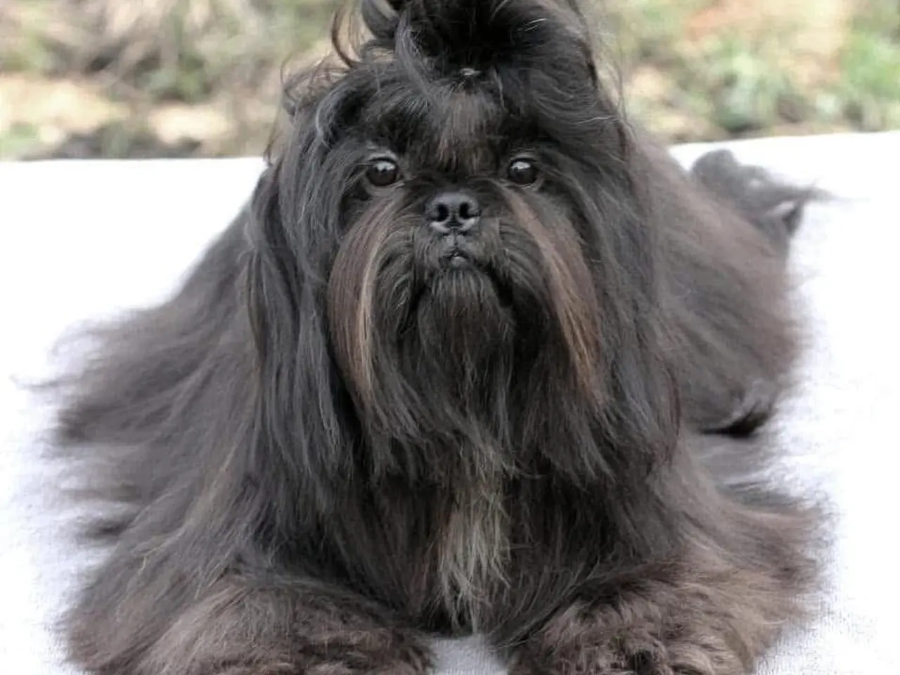 Billede 16 - Shih Tzu hvalpe